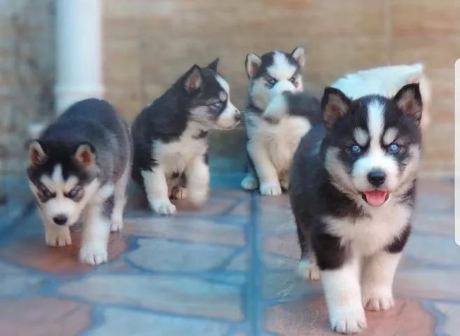 Husky Siberiano Todas as cores, excelente padrão da raça, com assistência vet. gratuito