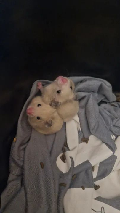 Hamster filhotes 
