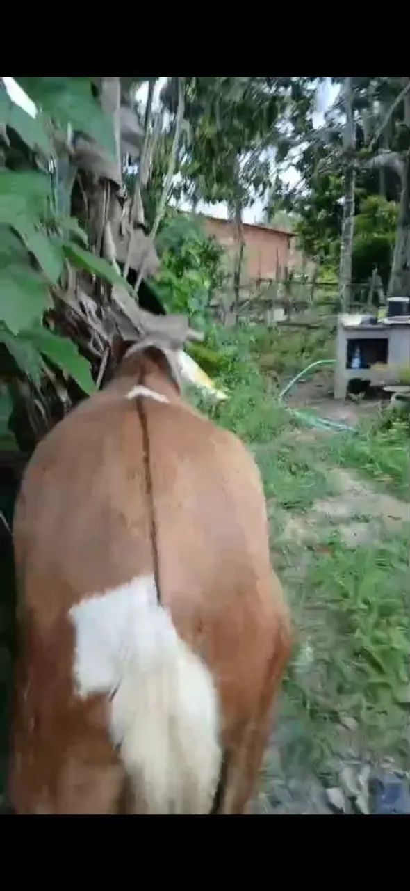 Cavalo Pampo  - Foto 4