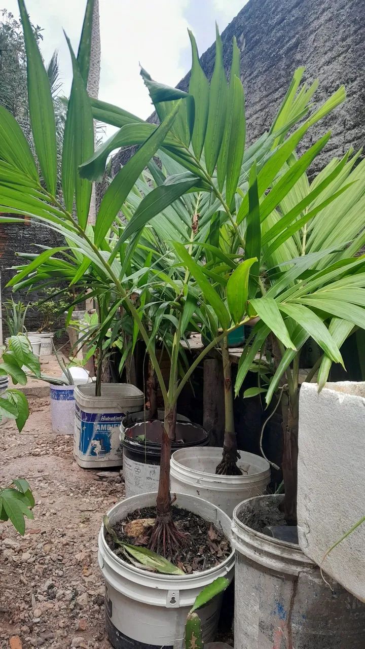 Palmeiras ornamentais Veitchia  - Foto 2