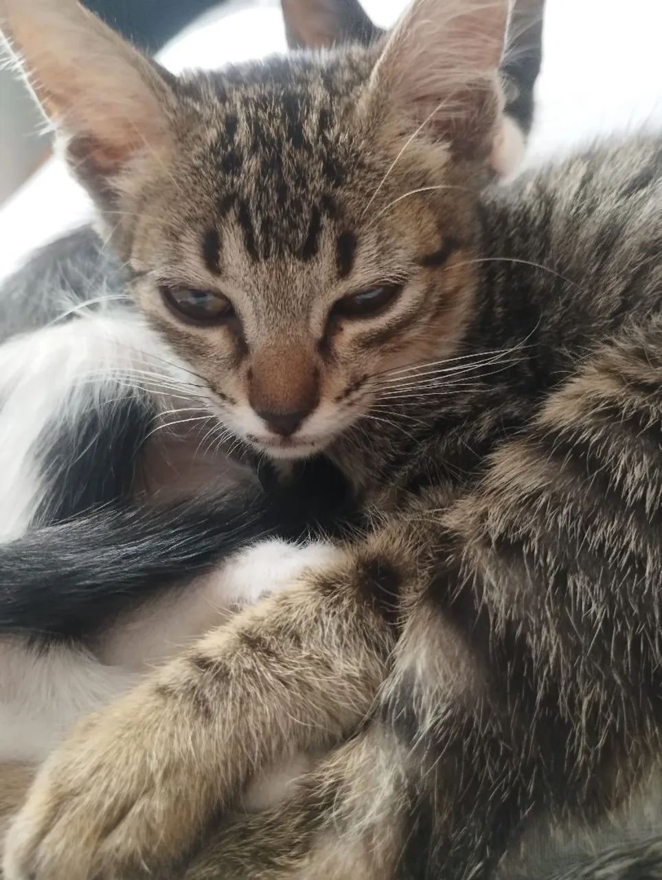 Filhote gato para adoção responsável  - Foto 3