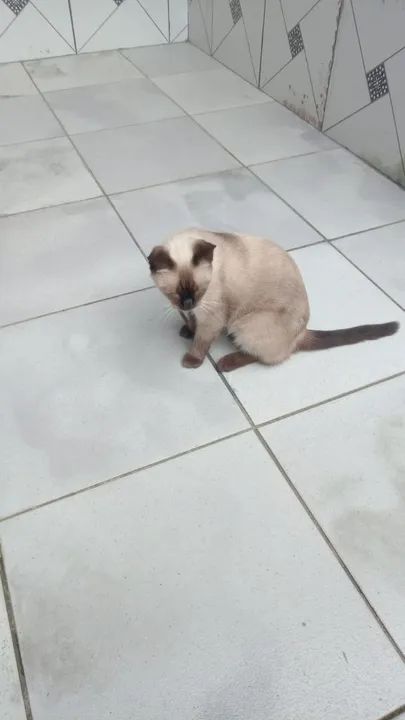 Gato Siames lindo, dócil e brincalhão - Foto 3