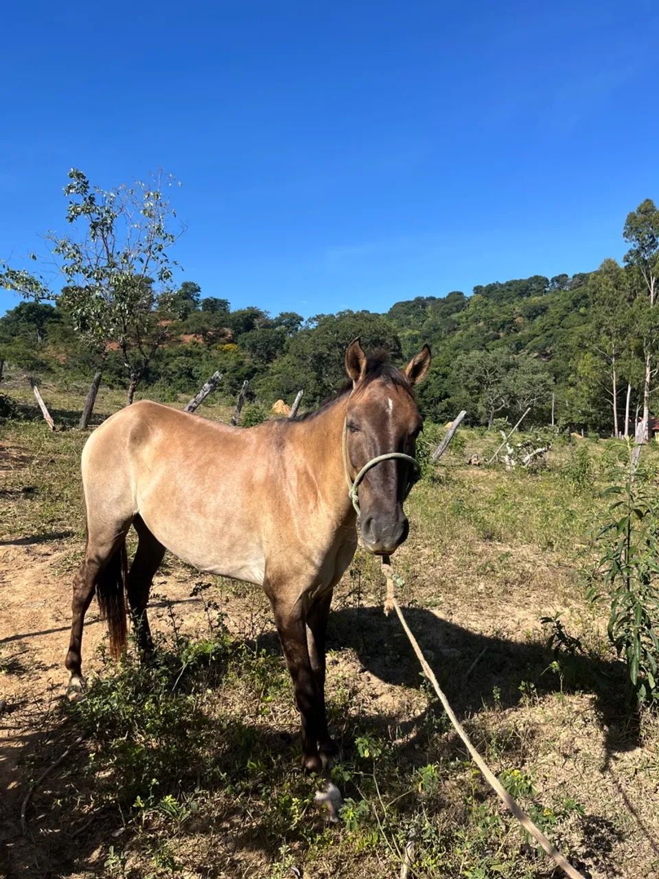 Cavalo marcha picada natural . - Foto 4