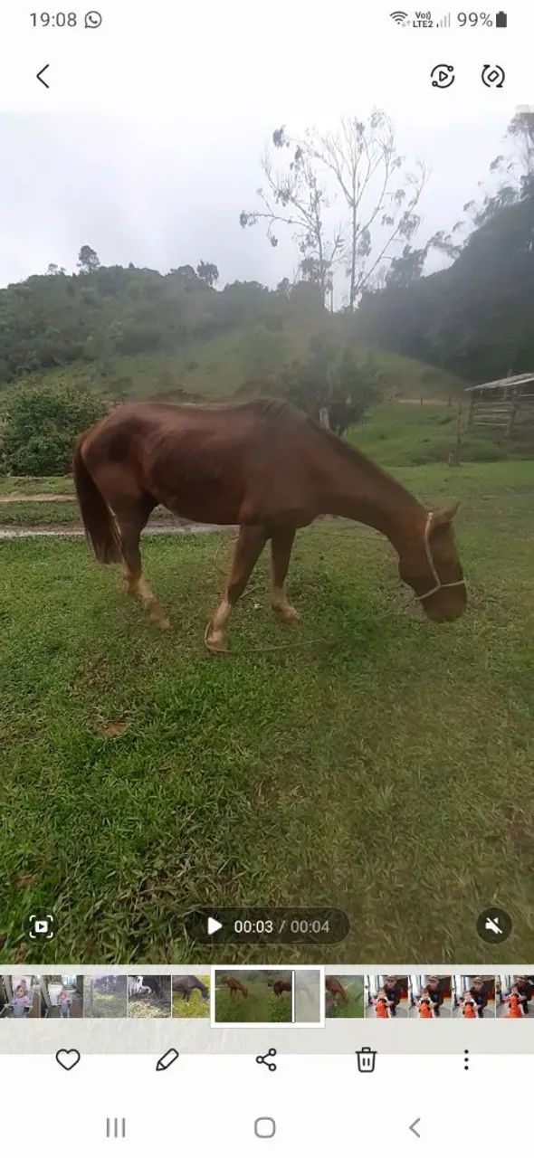 Cavalo criolo - Foto 3