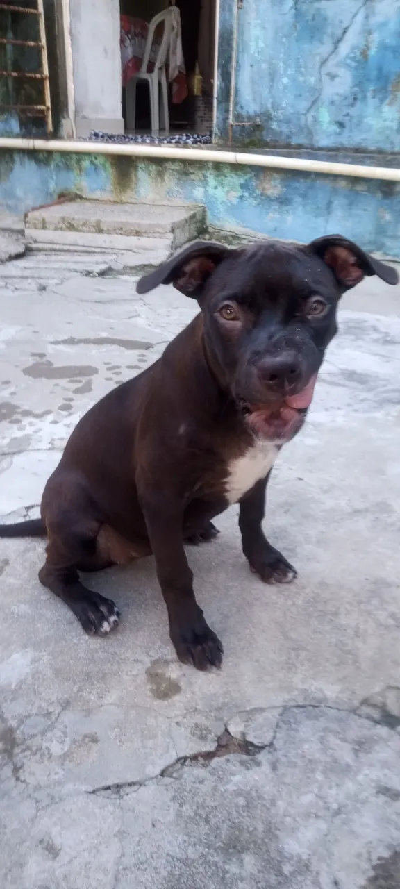 Pit Monster Femia Apenas 700 reais