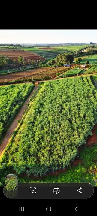 Canavial para garapa caldo  para venda * - Foto 4