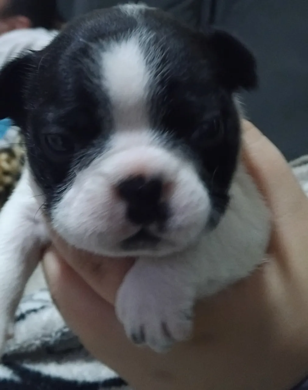 Bulldog francês