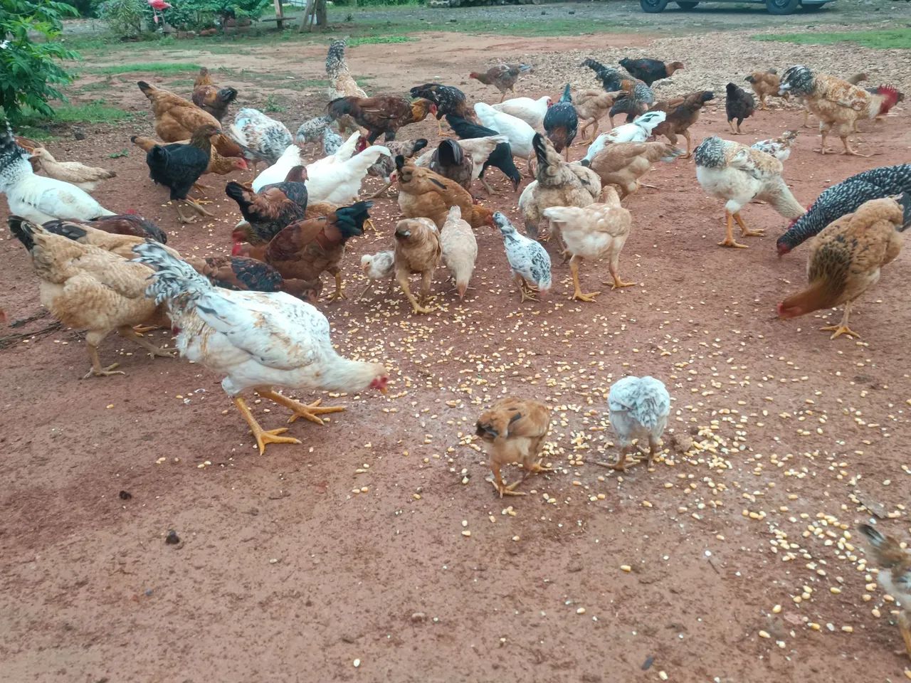 Frangos caipira  - Foto 2