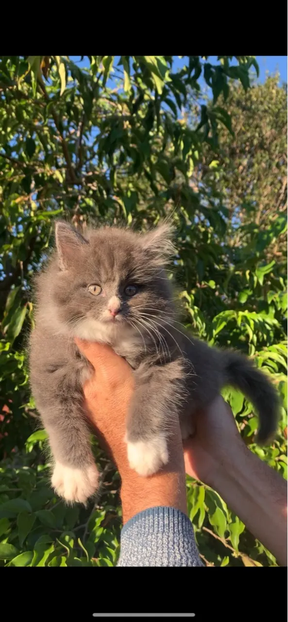 MAINE COON BLUE