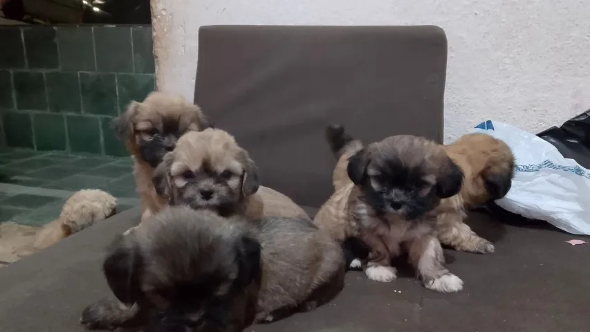 Poodle x maltes Respondo pelo WhatsApp 997018O71