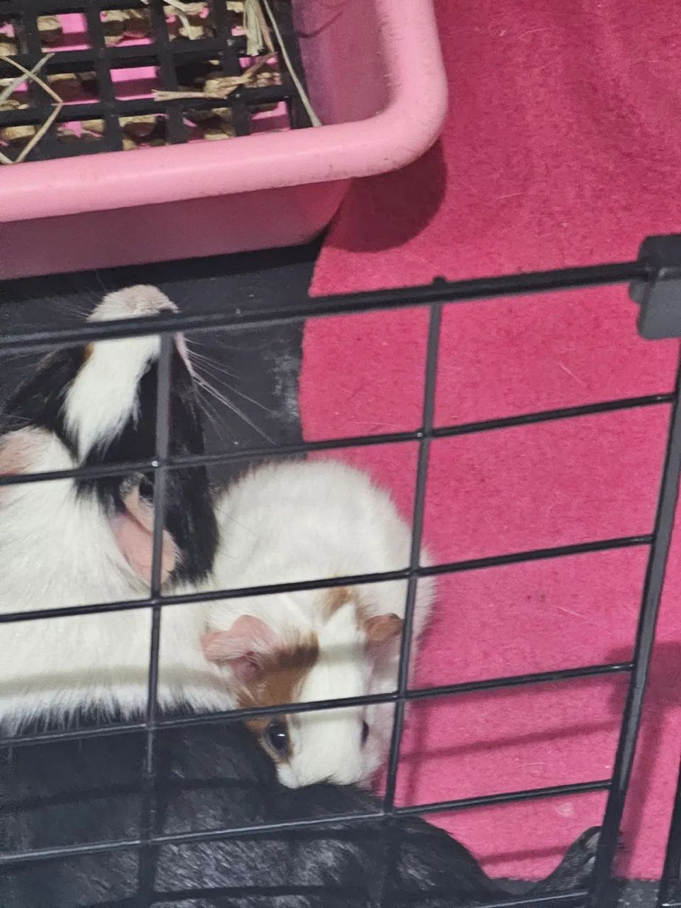 Doação filhote porquinho da india - Foto 2