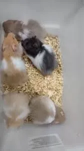 Hamster sírio