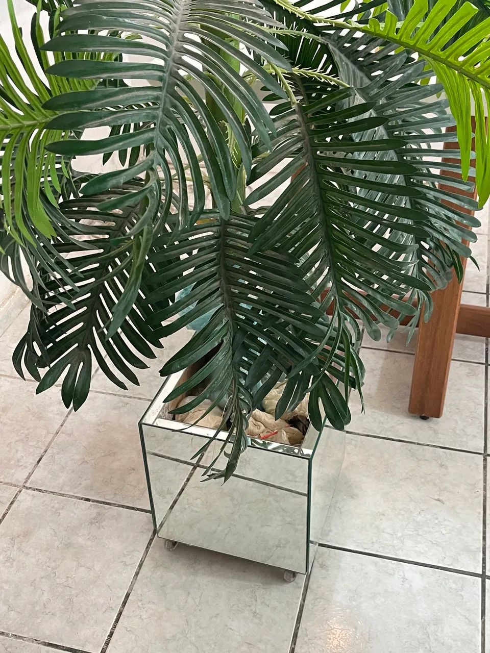 Planta com jarro64305474569345122