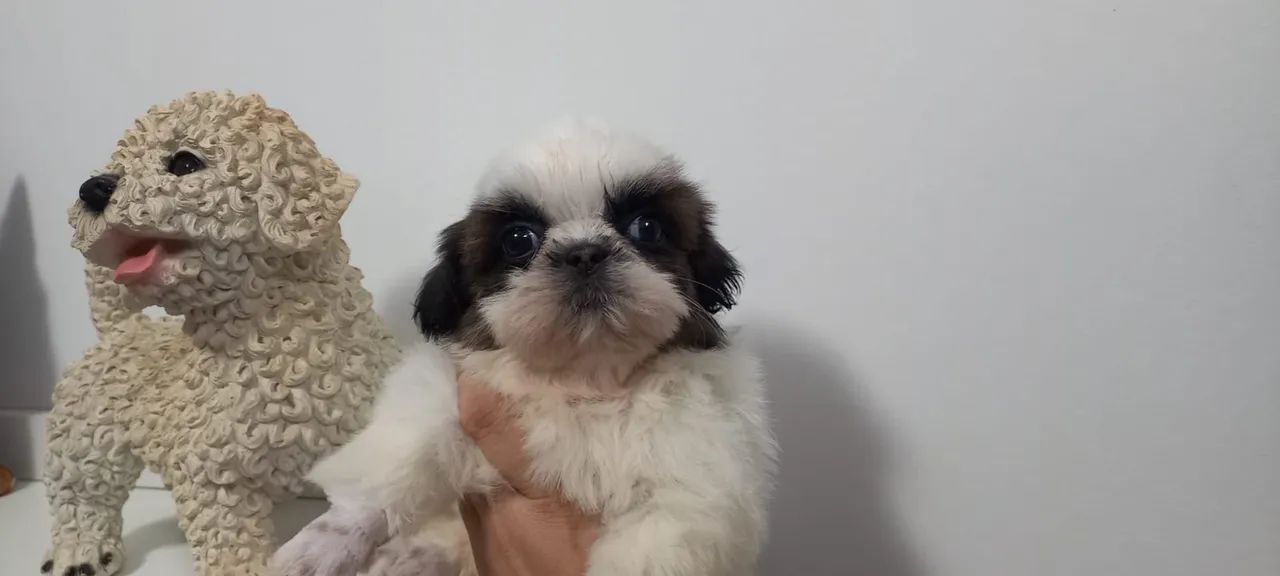 Shitzu femea e macho  - Foto 5