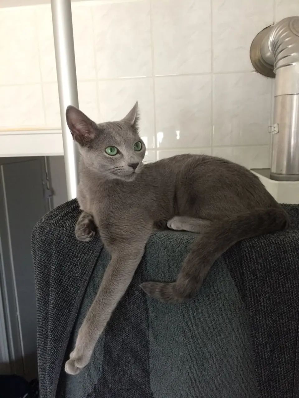 Russian Blue - Gato Raro, Inteligente e Muito Apegado! - Foto 2