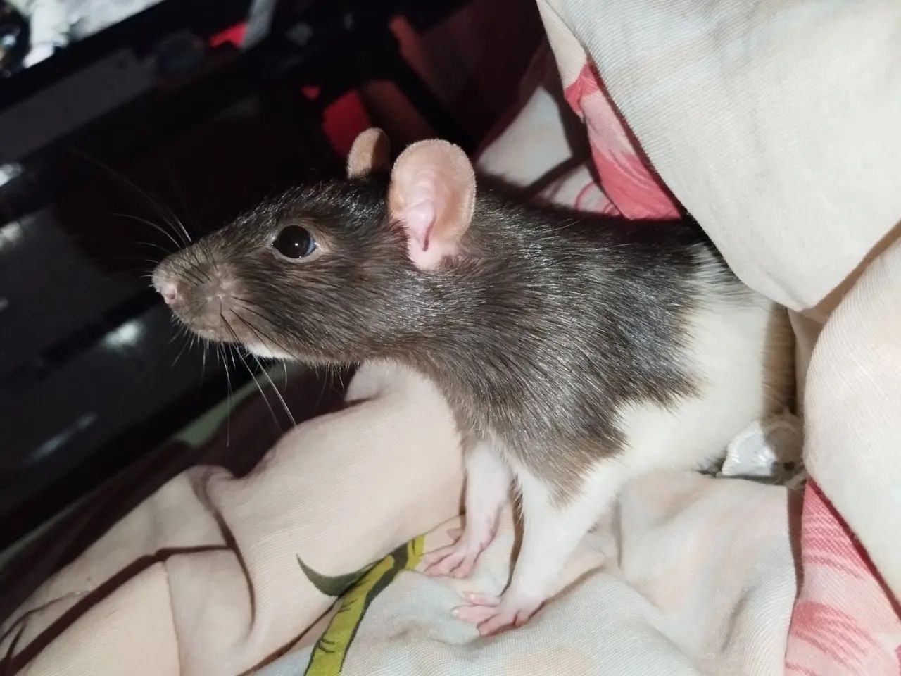 Rato Twister - Adorável e Carinhoso - Foto 3