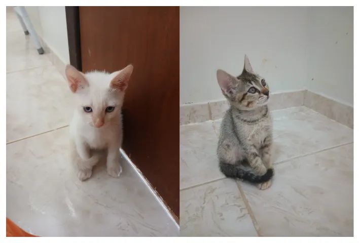 Casal de gatinhos cinza e branco - 2 meses, castração e vacinas garantidas para doação
