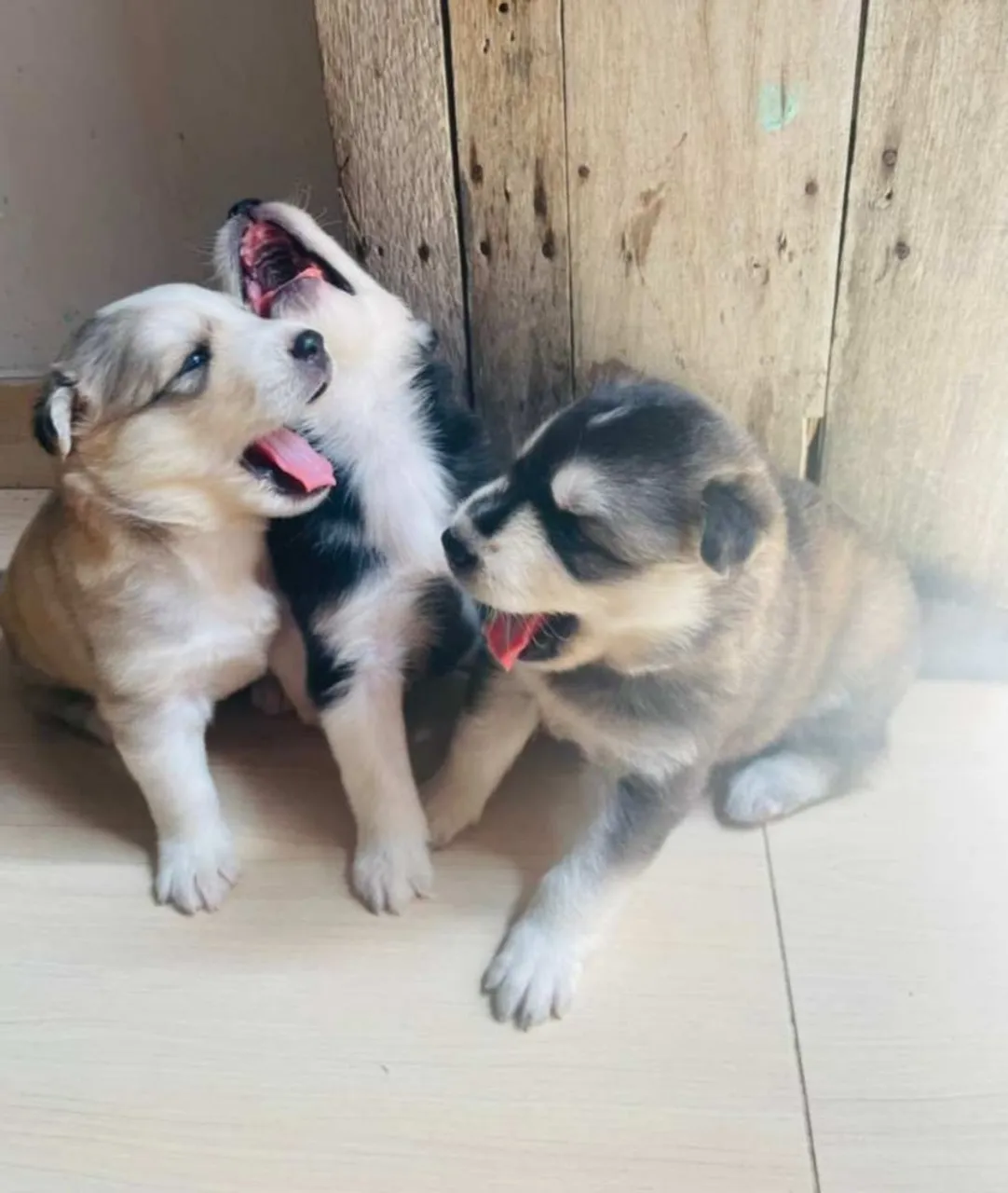Filhotes de Husky Siberiano 