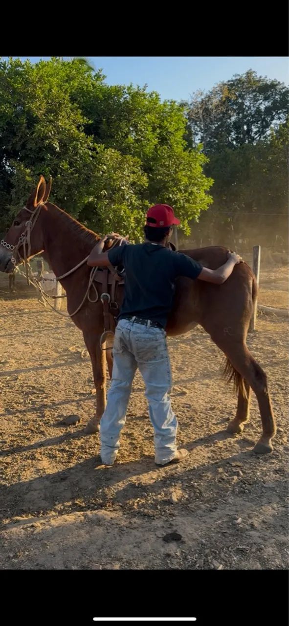 MULA REGISTRADA !  - Foto 5
