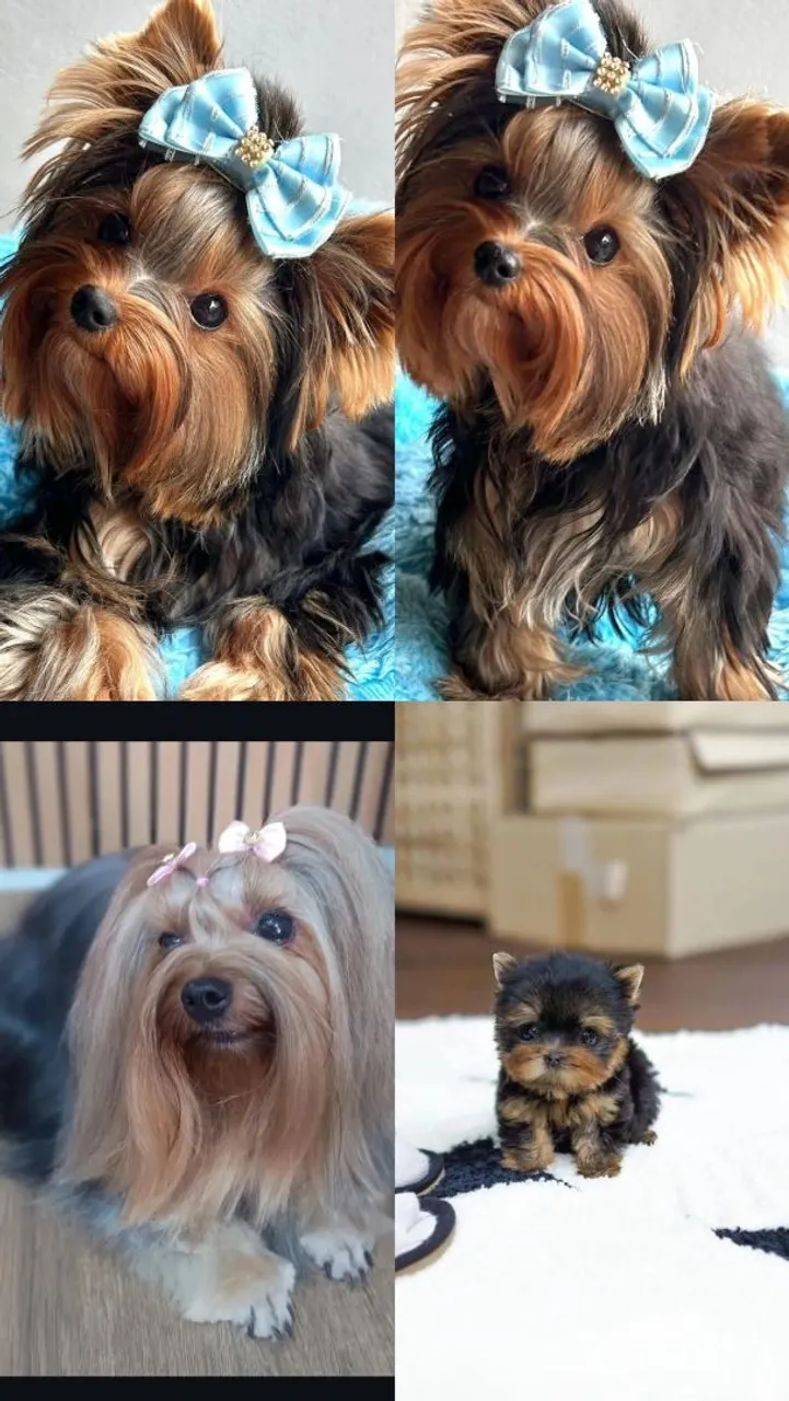 Yorkshire Terriers micro Lindos e Adoráveis