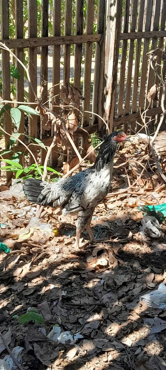 Vendo essas Galinhas - Foto 6