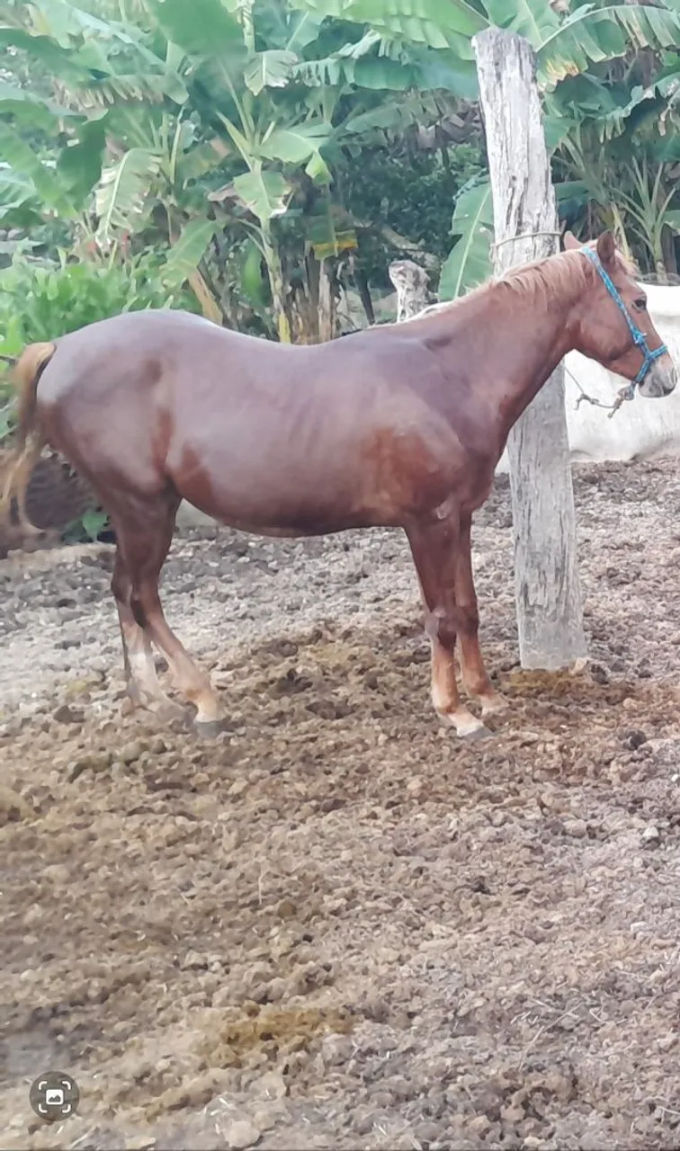 Potro QM