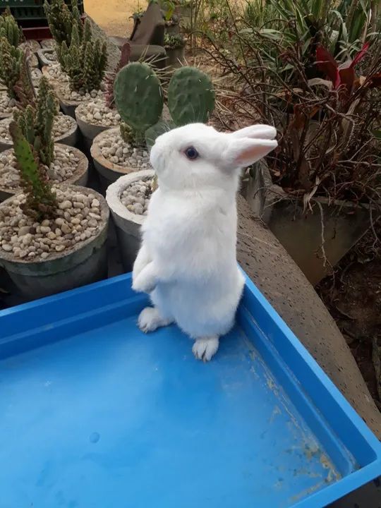 Coelho anão netherland dwarf  olho azul  - Foto 3