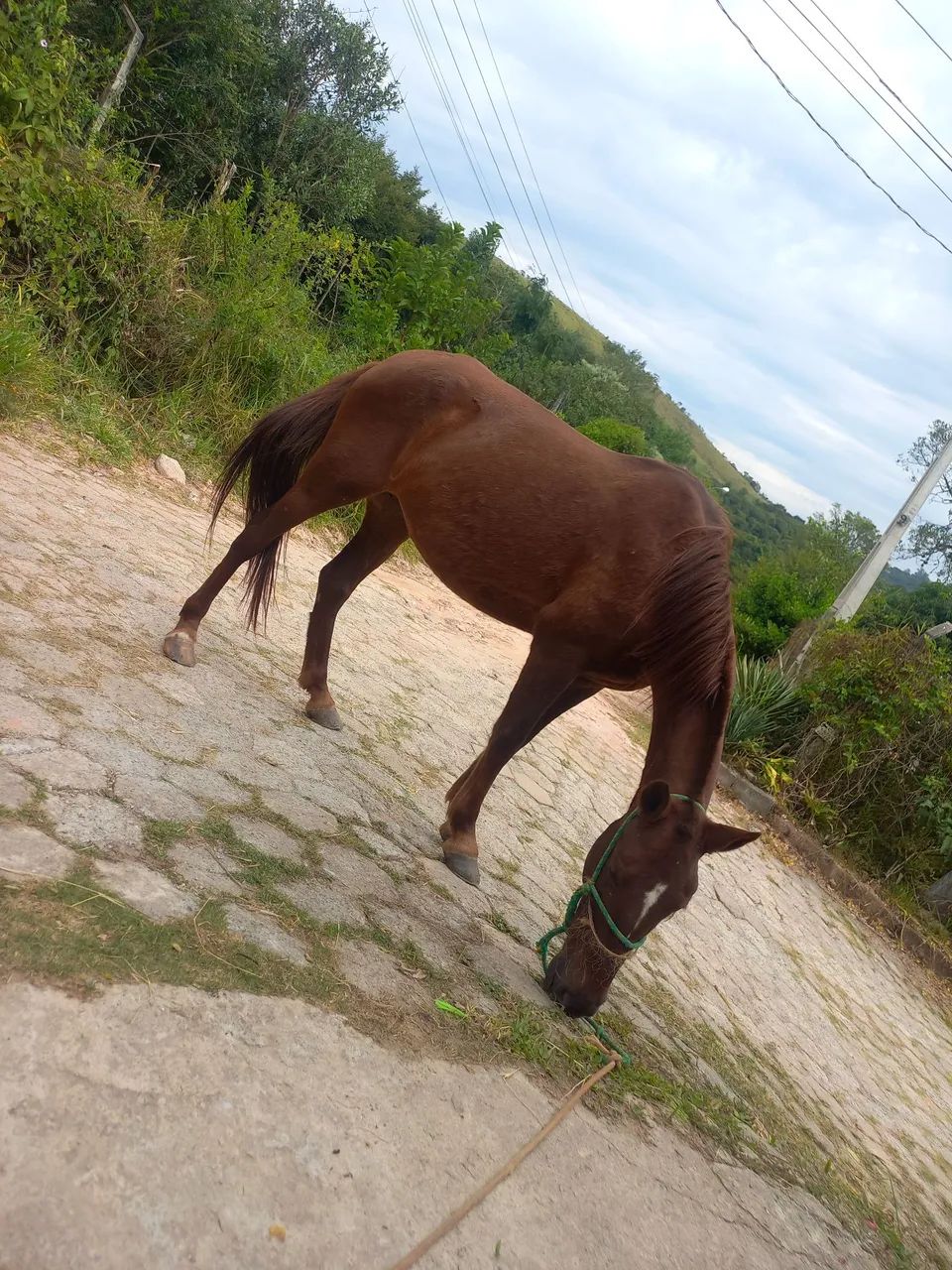 Égua de 7 anos  - Foto 4