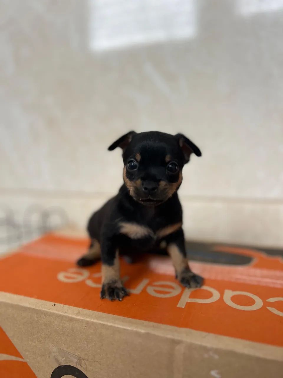 Vende-se filhote de Pinscher n0