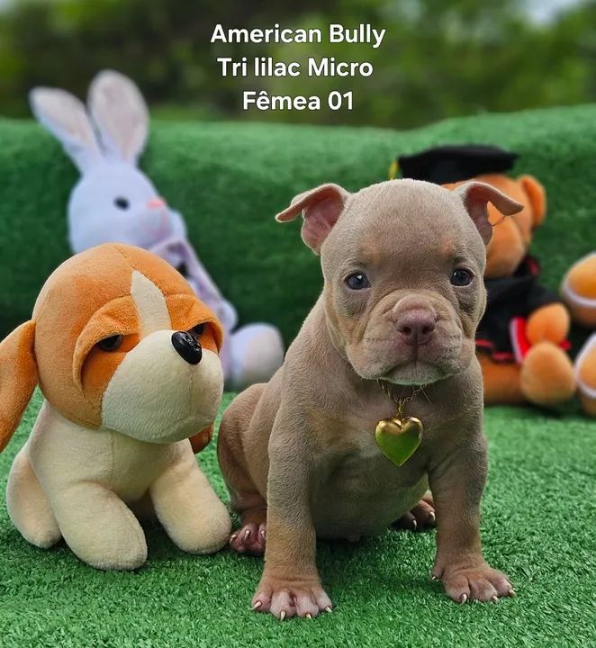 American Bully  Micro a partir 2500,00