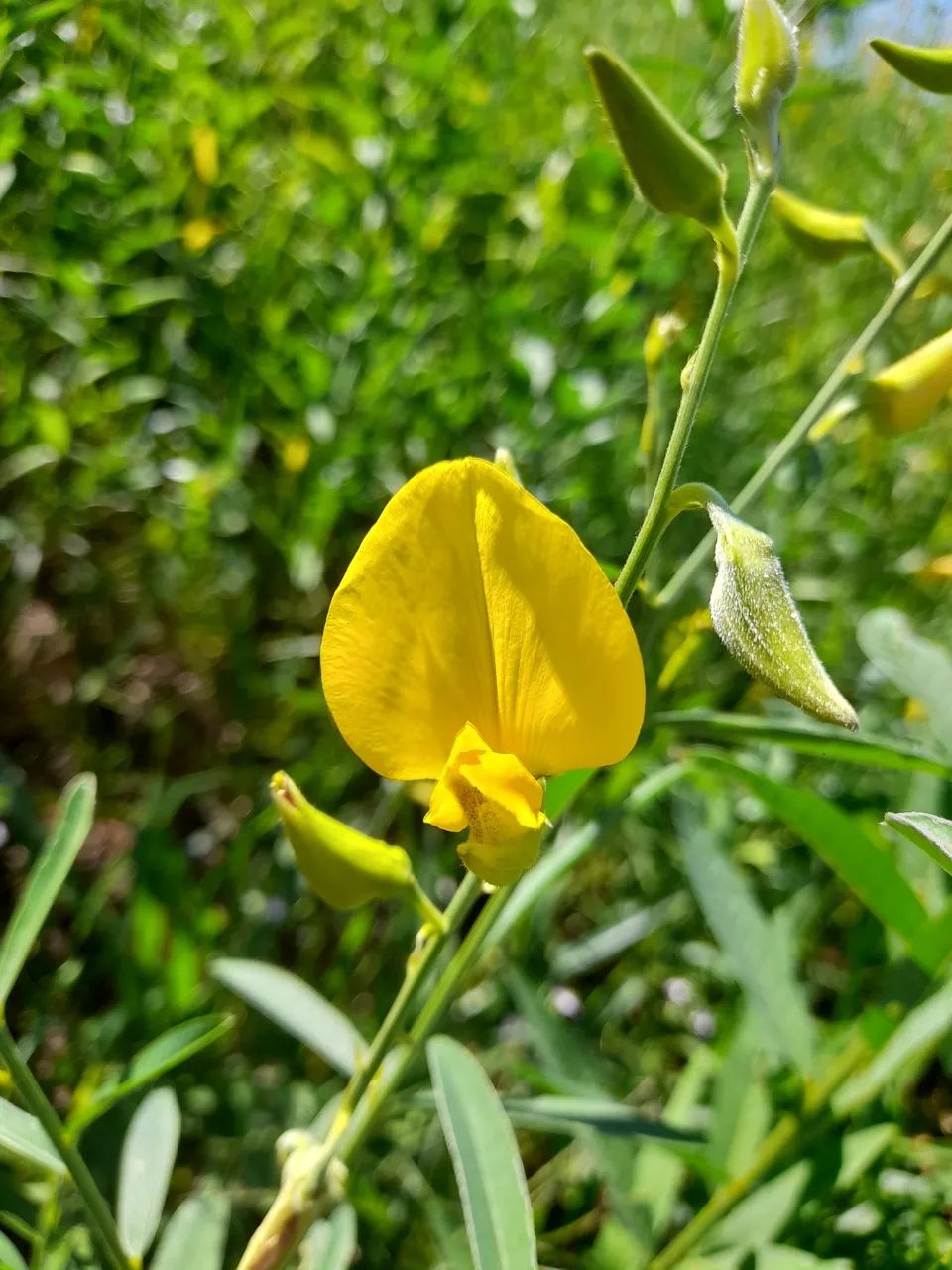 Crotalária juncea  - Foto 3