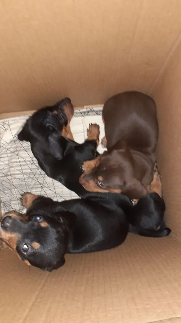 Filhotes de Dachshund MACHOdisponíveis!