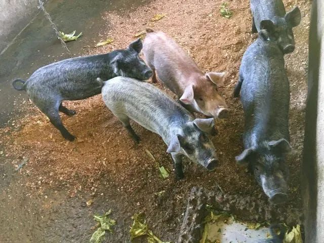 Filhotes de porco para doação 