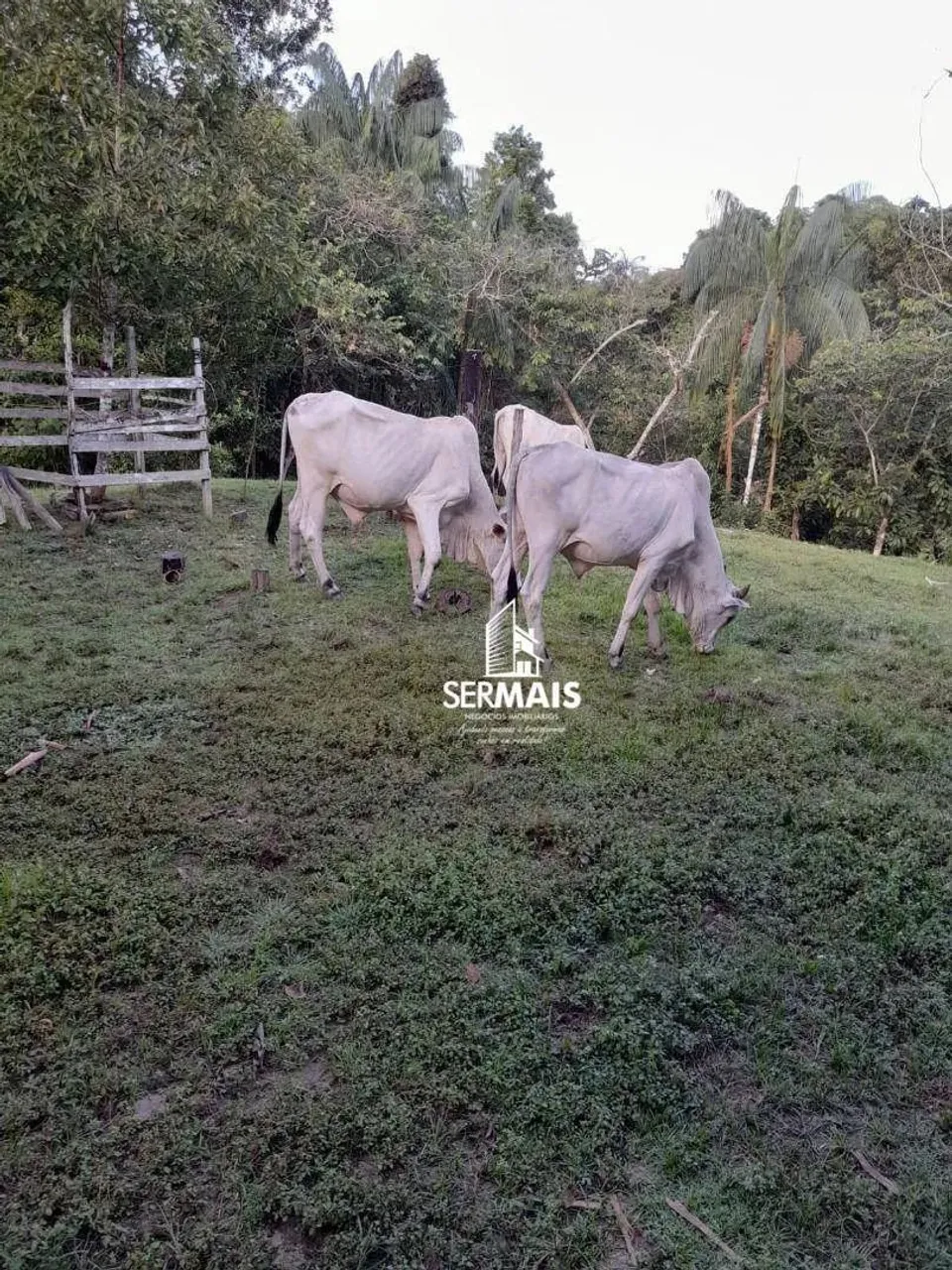 Imóvel lote Rural, excelente para investimento, Em Canutãma - AM a Aprox 90 Km de Porto Ve