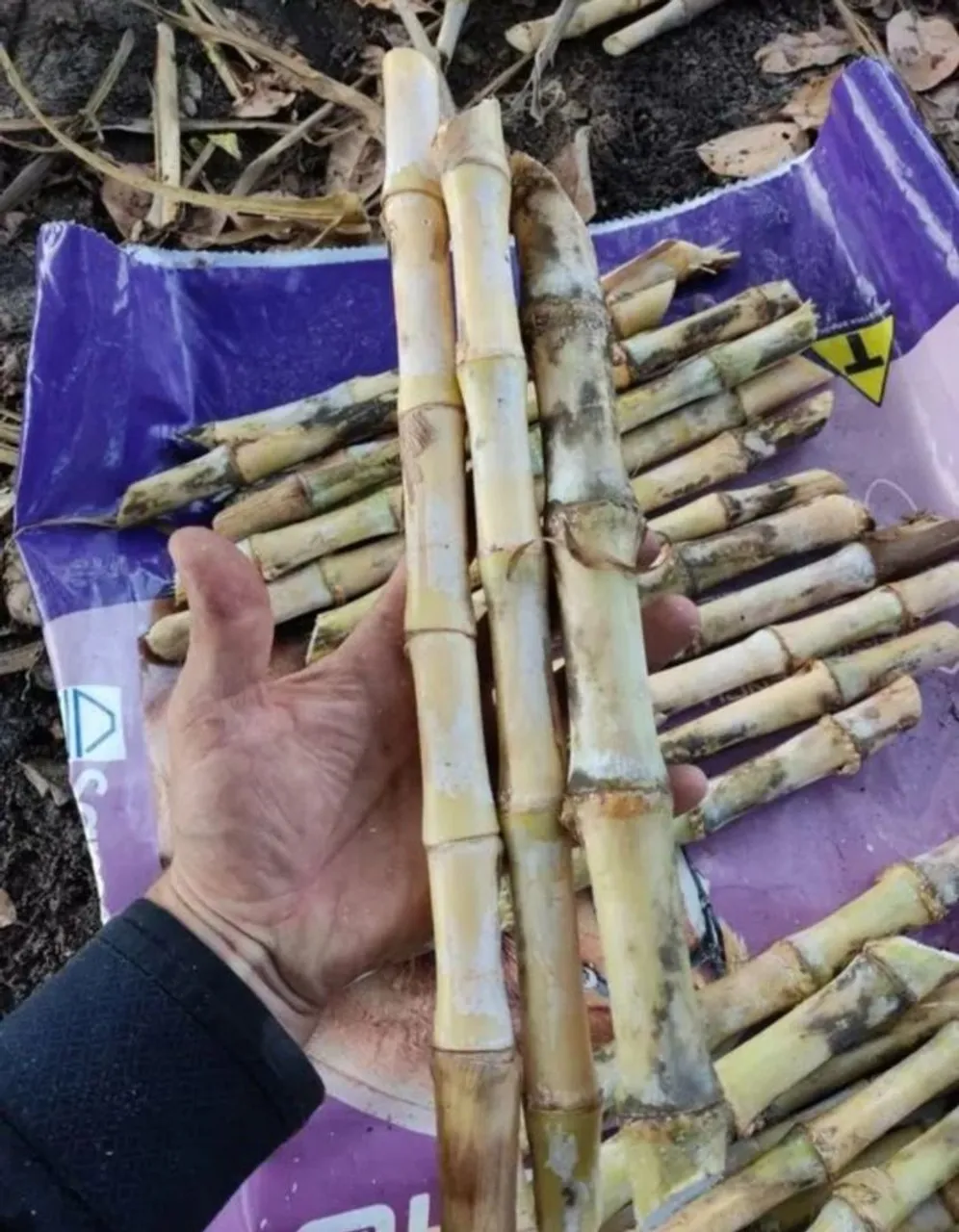 JA JA TERMINA AS CHUVAS , PLANTE BRS CAPIAÇU E KURUMI