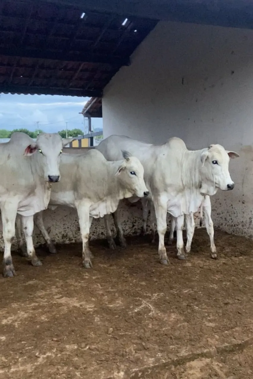 GARROTES E NOVILHAS NELORE