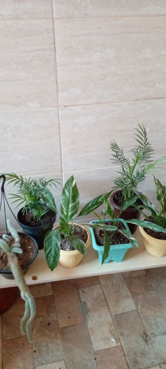 Vasos de plantas variadas