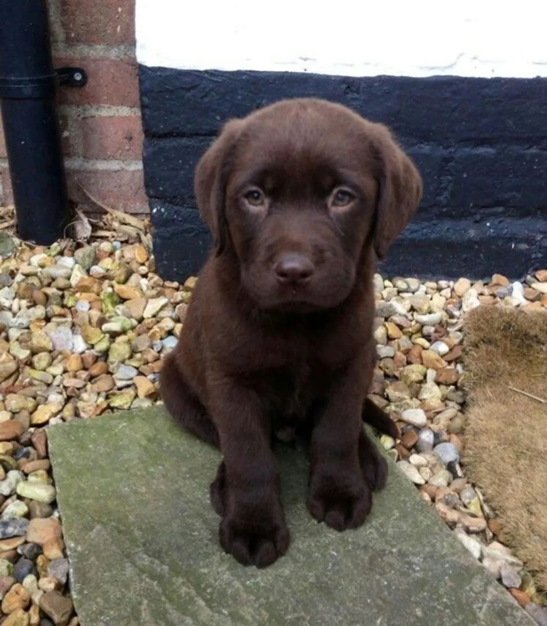  Labrador - Amor Incondicional e Muita Lealdade!