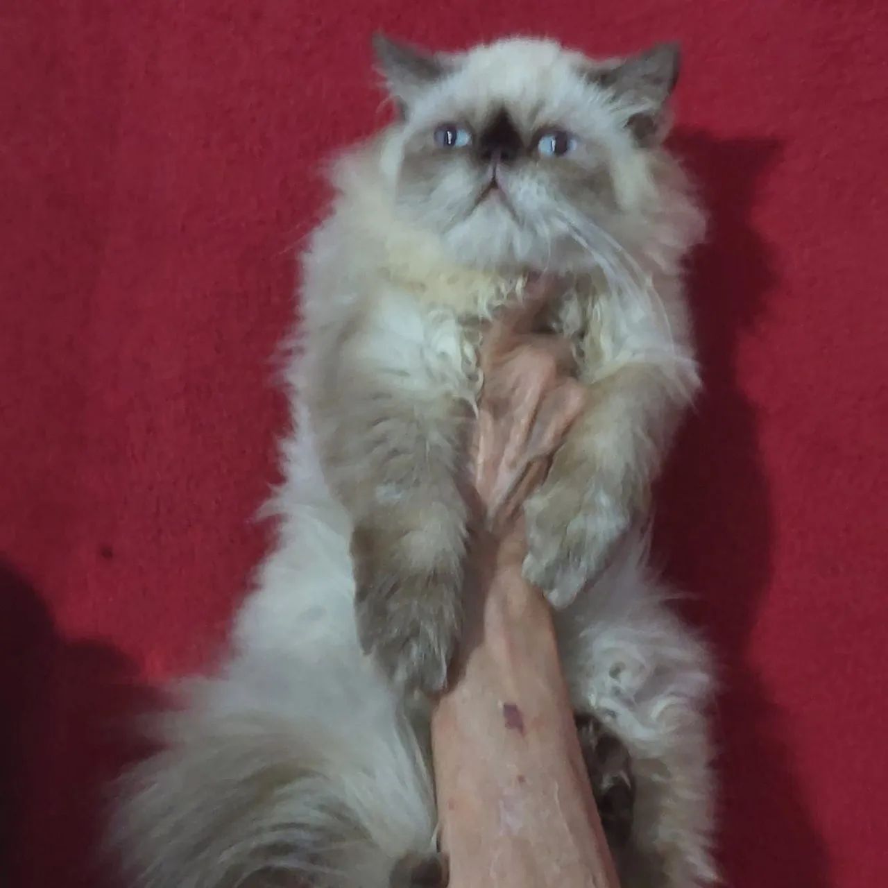 Persa macho com 4 mês com todas as vacinas  - Foto 2