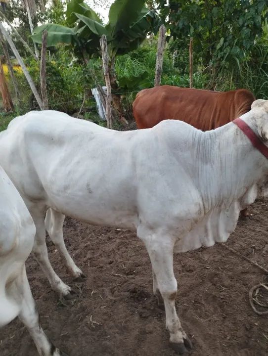 Bezerra nelore  - Foto 2