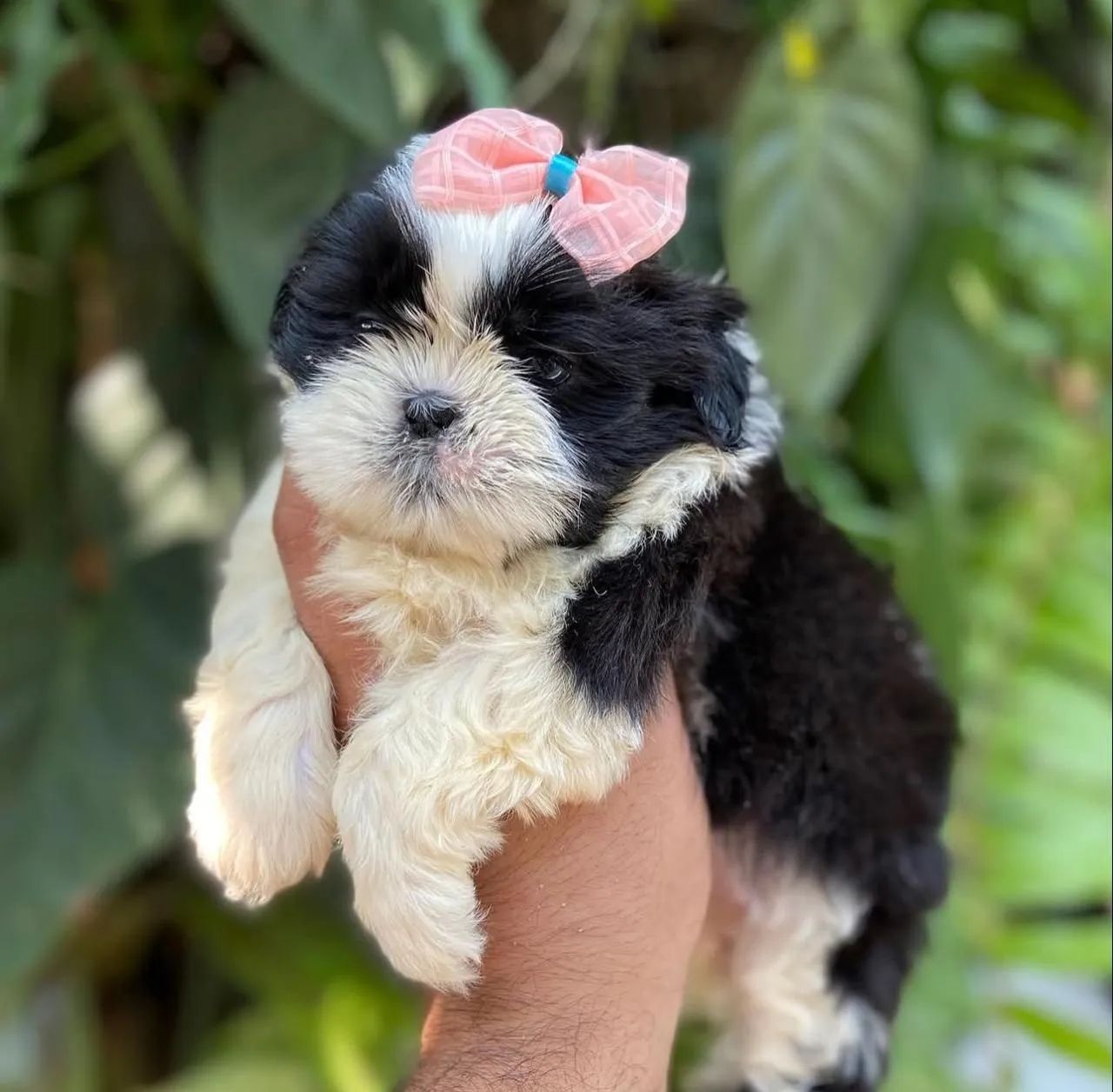 Shih Tzu fêmea preto e branco.  - Foto 2