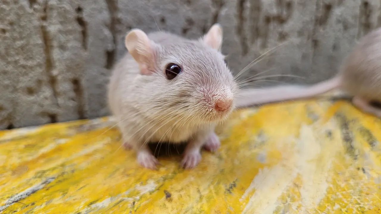Doação Responsável Dupla de Gerbil - LEIA a DESCRIÇÃO 