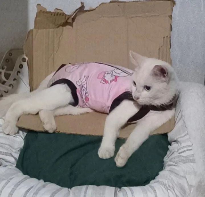 Roupa pós-cirúrgica para gato