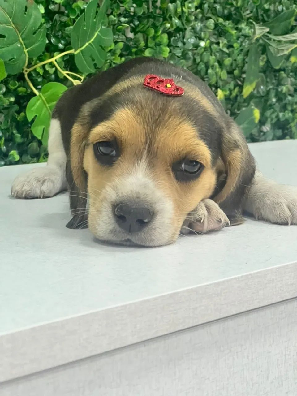 Filhote de Beagle tricolor 