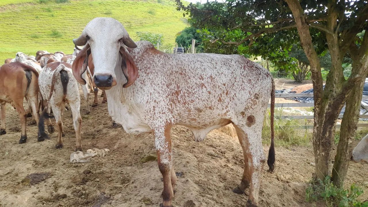 Novilhas gir leiteiro  - Foto 3