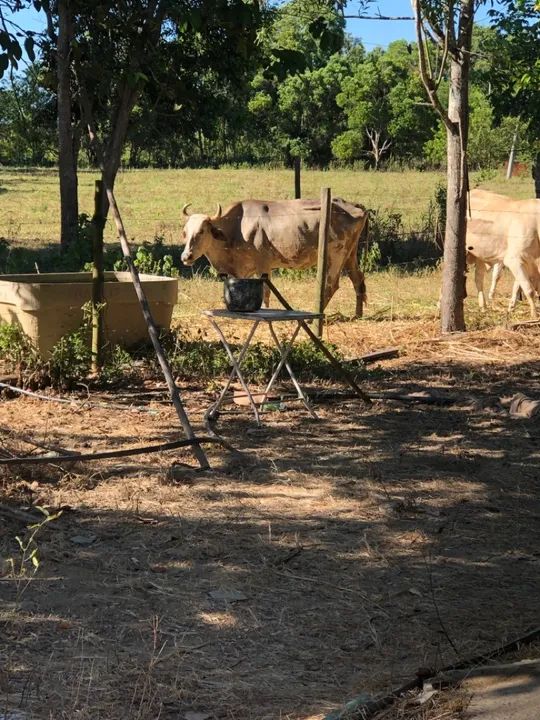 Vaca simental com Gir  - Foto 2