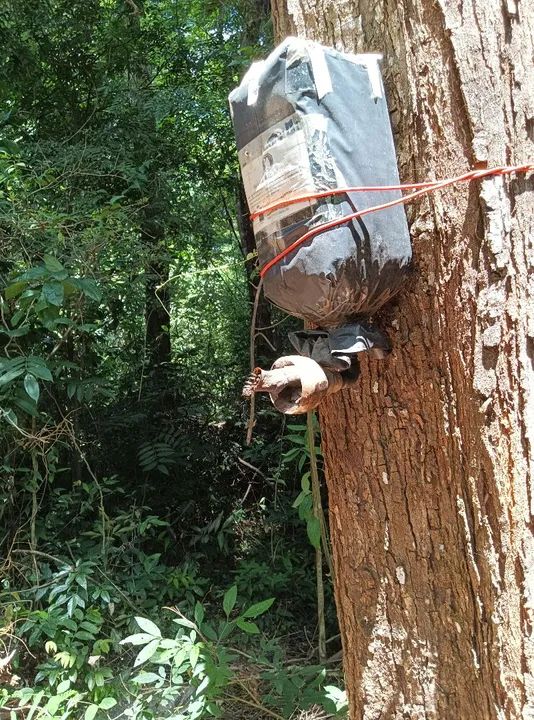 Abelhas sem ferrão  - Foto 2