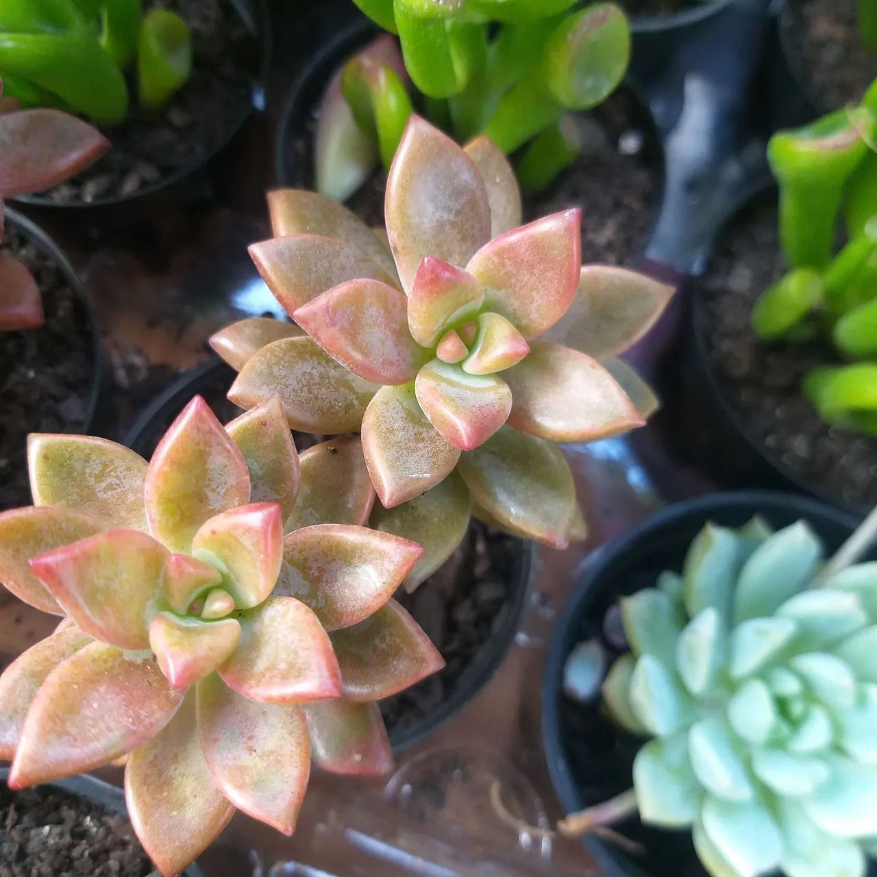 Tekohá Suculentas - Foto 3