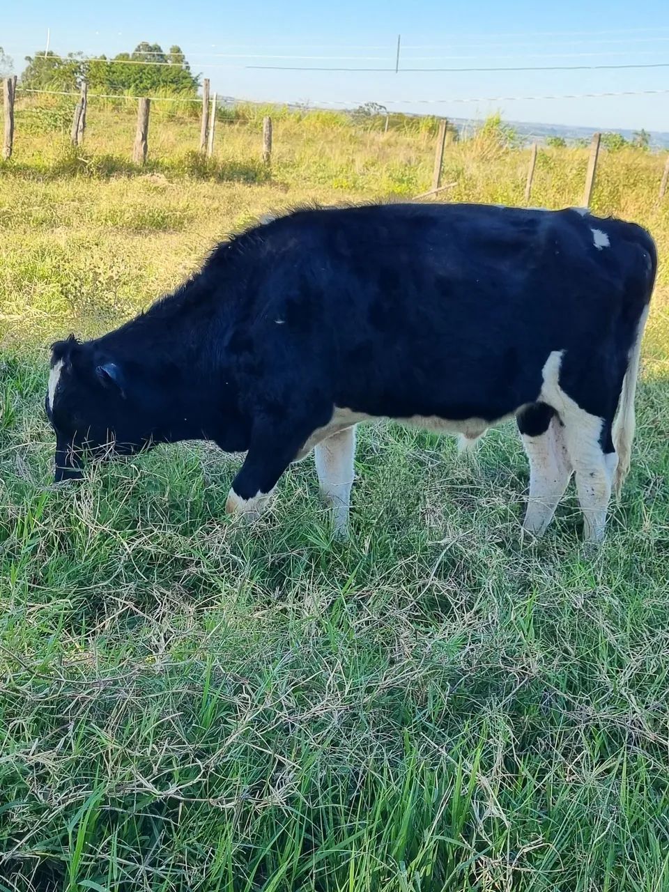 Bezerro holandês  - Foto 2