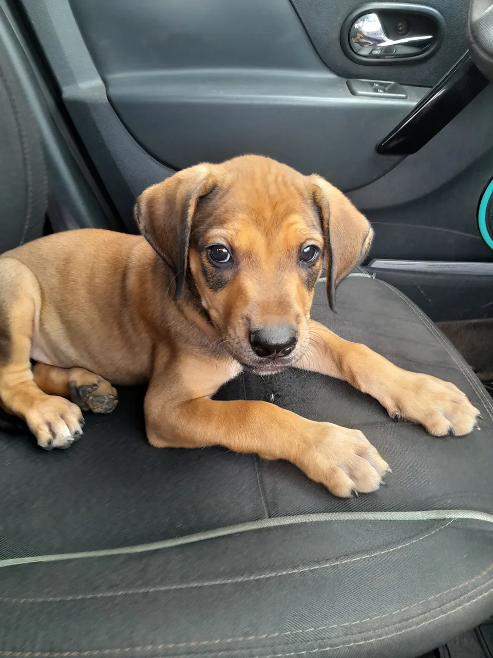 Filhote de cachorro disponível para adoção